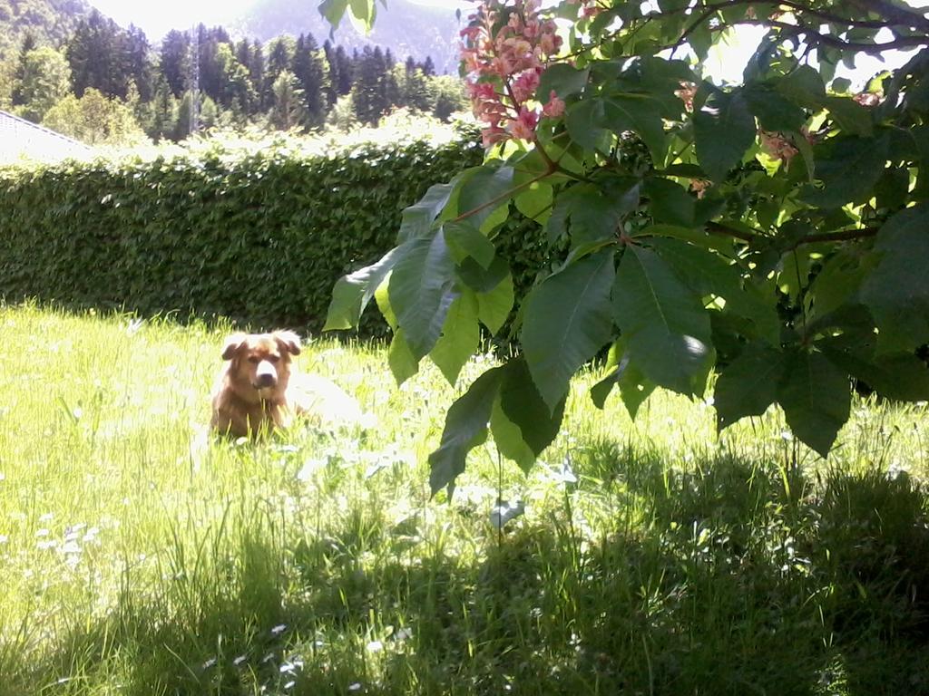 Ferienwohnung Am Pflanzgarten Ebensee Dış mekan fotoğraf